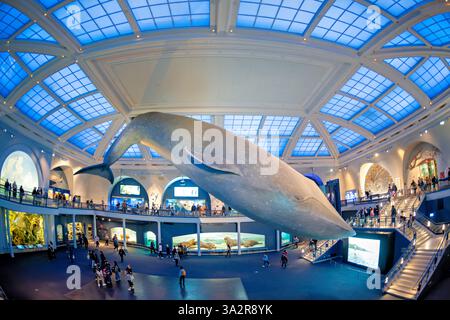 American Museum of Natural History Blue Whale New York City // NEW YORK CITY, Stati Uniti - la Milstein Hall of Ocean Life presso l'American Museum of Natural History presenta un modello di balena blu di 94 piedi sospeso dal soffitto. Lo spazio espositivo di 29 000 metri quadrati mette in mostra ecosistemi marini e scienza oceanografica attraverso varie esposizioni e diorami. Situato nell'Upper West Side di Manhattan, l'American Museum of Natural History è un'istituzione educativa dedicata alla scienza naturale dal 1869. Foto Stock