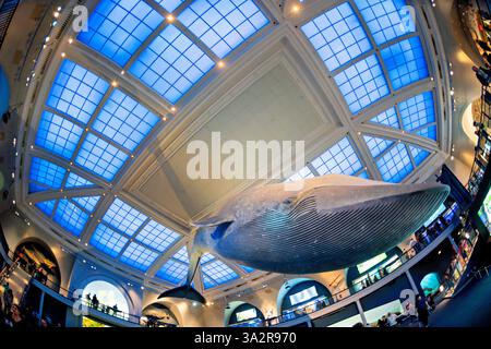 American Museum of Natural History Blue Whale New York City // NEW YORK CITY, Stati Uniti - la Milstein Hall of Ocean Life presso l'American Museum of Natural History presenta un modello di balena blu di 94 piedi sospeso dal soffitto. Lo spazio espositivo di 29 000 metri quadrati mette in mostra ecosistemi marini e scienza oceanografica attraverso varie esposizioni e diorami. Situato nell'Upper West Side di Manhattan, l'American Museum of Natural History è un'istituzione educativa dedicata alla scienza naturale dal 1869. Foto Stock