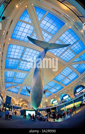 American Museum of Natural History Blue Whale New York City // NEW YORK CITY, Stati Uniti - la Milstein Hall of Ocean Life presso l'American Museum of Natural History presenta un modello di balena blu di 94 piedi sospeso dal soffitto. Lo spazio espositivo di 29 000 metri quadrati mette in mostra ecosistemi marini e scienza oceanografica attraverso varie esposizioni e diorami. Situato nell'Upper West Side di Manhattan, l'American Museum of Natural History è un'istituzione educativa dedicata alla scienza naturale dal 1869. Foto Stock