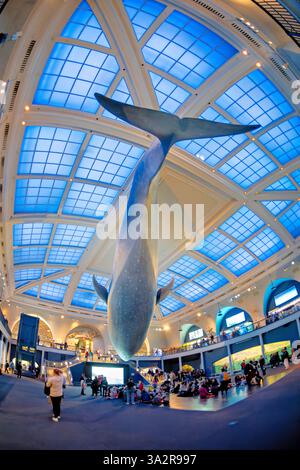 American Museum of Natural History Blue Whale New York City // NEW YORK CITY, Stati Uniti - la Milstein Hall of Ocean Life presso l'American Museum of Natural History presenta un modello di balena blu di 94 piedi sospeso dal soffitto. Lo spazio espositivo di 29 000 metri quadrati mette in mostra ecosistemi marini e scienza oceanografica attraverso varie esposizioni e diorami. Situato nell'Upper West Side di Manhattan, l'American Museum of Natural History è un'istituzione educativa dedicata alla scienza naturale dal 1869. Foto Stock