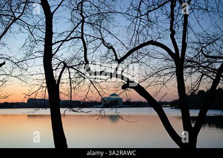 WASHINGTON DC - i ciliegi nel loro palcoscenico in erba sono sagomati contro un cielo all'alba lungo il bacino delle maree, con il Jefferson Memorial visibile in lontananza. Questi ciliegi Yoshino, un dono del Giappone nel 1912, sono nelle fasi iniziali del ciclo di fioritura che viene celebrato dall'annuale National Cherry Blossom Festival. Foto Stock