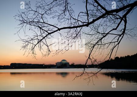 WASHINGTON DC - i rami di ciliegio nel loro palcoscenico in erba sono sagomati contro il cielo all'alba sopra il bacino delle maree, con il Jefferson Memorial visibile sullo sfondo. Questi ciliegi Yoshino, parte di un dono del Giappone nel 1912, sono monitorati attraverso diverse fasi di fioritura dal National Park Service prima di raggiungere il picco di fioritura. Foto Stock