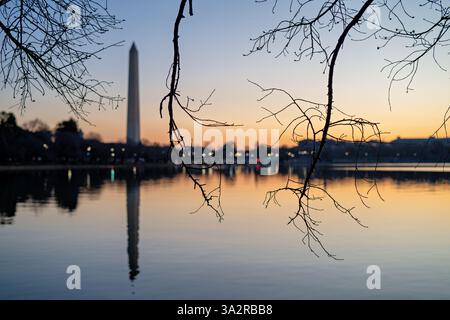 WASHINGTON DC - i ciliegi nel palco in erba fanno da cornice a una vista del Monumento a Washington attraverso il bacino delle maree all'alba. Lo sviluppo di questi ciliegi Yoshino, un dono del Giappone nel 1912, segna l'inizio della stagione primaverile celebrata dall'annuale National Cherry Blossom Festival. Foto Stock
