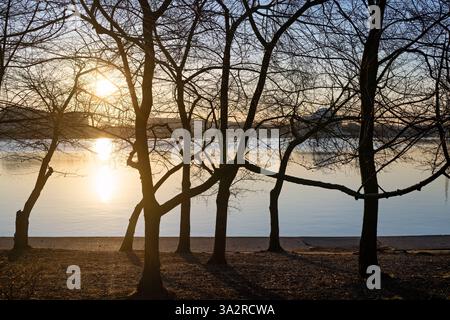 WASHINGTON DC - i ciliegi nel loro palcoscenico in erba sono sagomati dall'alba lungo il bacino delle maree, con il Jefferson Memorial visibile in lontananza. Il National Park Service monitora questi ciliegi Yoshino, un dono del Giappone nel 1912, mentre avanzano verso il picco di fioritura celebrato durante il festival annuale. Foto Stock