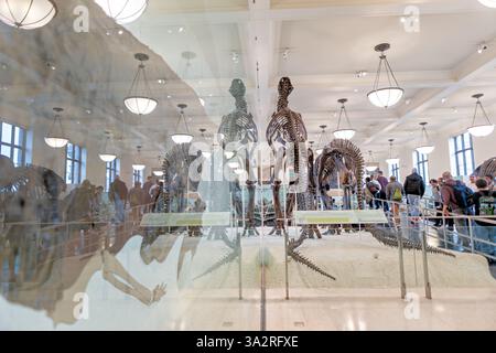 American Museum of Natural History Dinosaur Wing New York City // NEW YORK CITY, Stati Uniti - l'ala dei dinosauri David H. Koch ospita una delle più grandi collezioni al mondo di dinosauri fossili all'American Museum of Natural History. Prende il nome dal filantropo David H. Koch, che ha donato 20 milioni di dollari al museo nel 2006, questa ala si estende su più sale espositive dedicate all'evoluzione dei vertebrati e alla vita preistorica. La collezione include esemplari iconici come gli scheletri di Tyrannosaurus rex, Apatosaurus e Stegosaurus, che mostrano oltre 165 milioni di anni di storia dei dinosauri. Foto Stock
