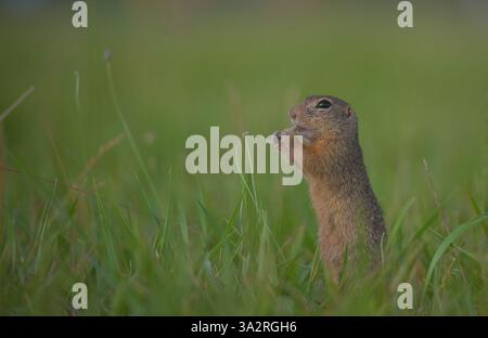 Pascolo grazioso, Uno scoiattolo macinato si erge in posizione verticale e si romba delicatamente su una lama di erba arricciata in mezzo al prato lussureggiante. Foto Stock