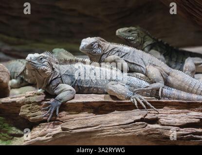 Gruppo di iguane che riposano su un tronco in un terrario Foto Stock