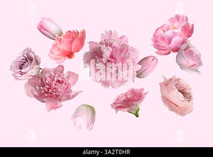 Bellissimi fiori freschi che cadono su sfondo rosa pastello Foto Stock