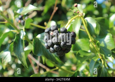 Bacche di elica matura hedera in una passeggiata di febbraio nella campagna inglese, fornendo un'eccellente fonte di cibo per gli uccelli. Foto Stock