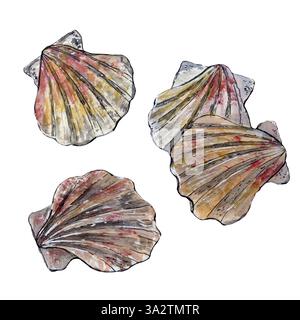Quattro bellissime conchiglie naturali acquerello e schizzo di linee Foto Stock