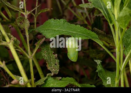 La crisalide delle farfalle monarca appesa alla foglia di pianta. Conservazione delle farfalle, ciclo di vita, conservazione dell'habitat e concetto di giardino fiorito. Foto Stock