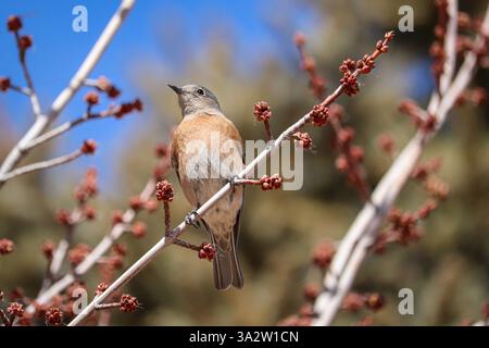 Femmina bluebird occidentale o Sialia mexicana arroccata su un albero al Green Valley Park di Payson, Arizona. Foto Stock