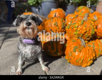Molte zucche arancioni di Halloween e un cane Zwergschnauzer Foto Stock