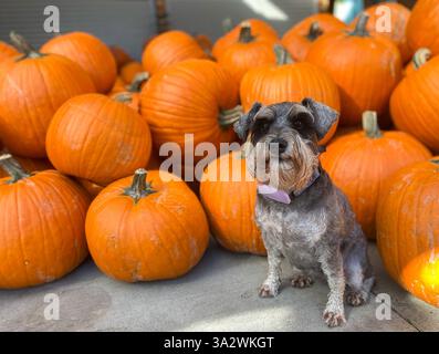 Molte zucche arancioni di Halloween e un cane Zwergschnauzer Foto Stock