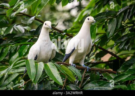 Piccione Imperiale del Pacifico - Ducula pacifica, splendido piccione colorato proveniente dalle foreste e dai boschi delle isole del Pacifico, Papua nuova Guinea. Foto Stock