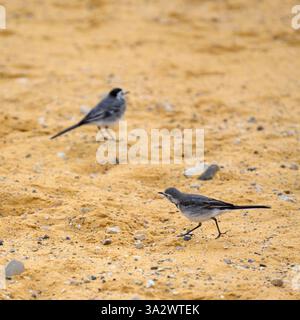 Singola coda bianca (Motacilla alba) sulla riva del Mar morto le code bianche sono insettivore, preferendo vivere in aperta campagna dove si trova Foto Stock
