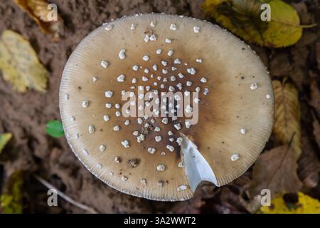 L'Amanita pantherina, o il Panther Cap, un fungo bellissimo e iconico. Un parente ammutinato della musaria Amanita o agarica di mosca, le sue caratteristiche del cappello Foto Stock