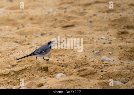 Singola coda bianca (Motacilla alba) sulla riva del Mar morto le code bianche sono insettivore, preferendo vivere in aperta campagna dove si trova Foto Stock