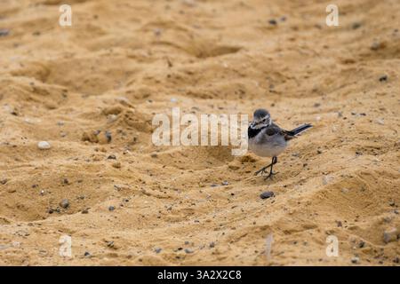 Singola coda bianca (Motacilla alba) sulla riva del Mar morto le code bianche sono insettivore, preferendo vivere in aperta campagna dove si trova Foto Stock