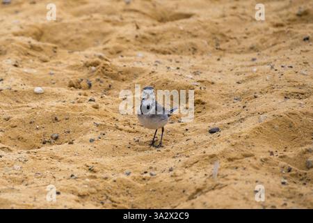 Singola coda bianca (Motacilla alba) sulla riva del Mar morto le code bianche sono insettivore, preferendo vivere in aperta campagna dove si trova Foto Stock