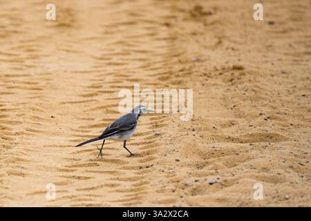 Singola coda bianca (Motacilla alba) sulla riva del Mar morto le code bianche sono insettivore, preferendo vivere in aperta campagna dove si trova Foto Stock