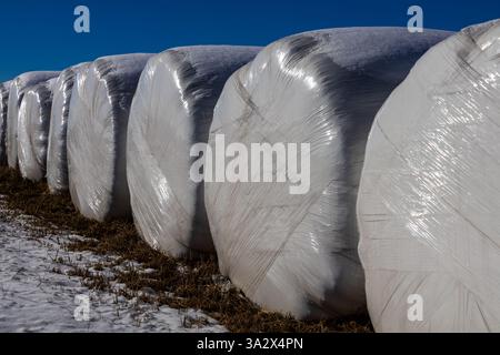 Le balle di fieno cilindriche rivestite in plastica bianca si allineano perfettamente contro un cielo blu, con neve leggera e residui di fieno sparpagliati dell'ultimo raccolto Foto Stock