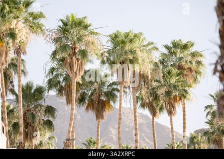 Le alte palme ondeggiano sullo sfondo di una montagna nella soleggiata Palm Springs Foto Stock
