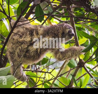 Piccolo bradipo a tre dita che si arrampica tra i rami d'albero in Costa Rica. Foto Stock