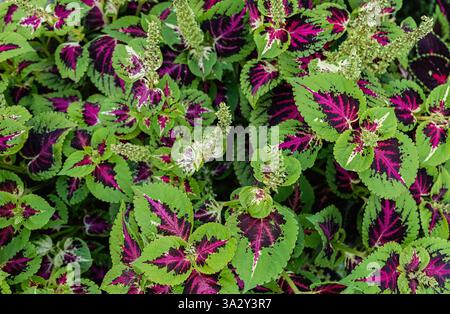 Uno scatto ravvicinato di foglie di Coleus vivaci con sorprendenti colori viola e verde . Foto Stock
