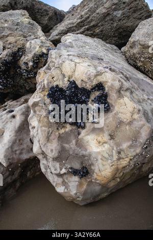 Gruppo di cozze attaccate a una roccia intemprata su una costa sabbiosa. Foto Stock