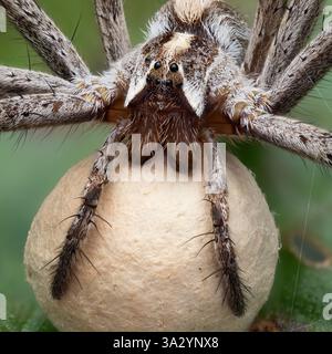 Ragno vivaio femminile (Pisaura mirabilis) con sacco di uova.Tipperary, Irlanda Foto Stock