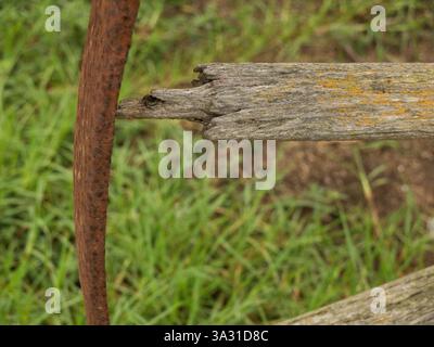 Vecchia ruota arrugginita con razze di legno rotte e erba verde sullo sfondo. Foto Stock