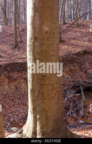 Un albero inciso con tempo e ricordi nella storica zona di Oborishte, Bulgaria, dove la natura, la storia e le storie non raccontate si intrecciano. Foto Stock