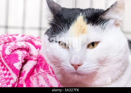 Un bellissimo gatto bianco e nero è comodamente adagiato su una morbida coperta rosa, godendosi il suo relax e l'ambiente accogliente Foto Stock