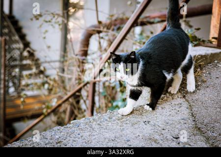 Un gatto bianco e nero con sorprendenti occhi verdi che cammina su una superficie ruvida di cemento in un cortile urbano. La luce naturale del sole mette in risalto i curiosi Foto Stock