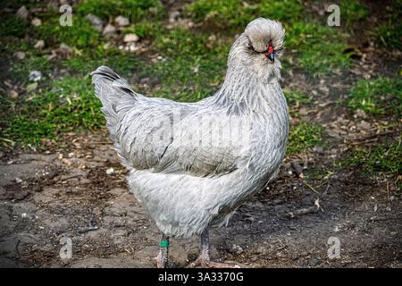 Polli Ameraucanas di lavanda, Una variante di colore della razza Ameraucana, noti per il loro piumaggio di lavanda unico e le uova azzurre deposte. Foto Stock