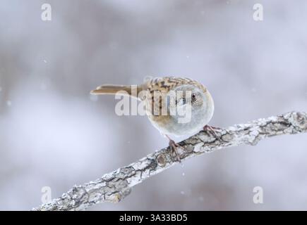 Dunnock (Prunella modularis) in nevicata arroccato su un ramo all'inizio della primavera. Foto Stock