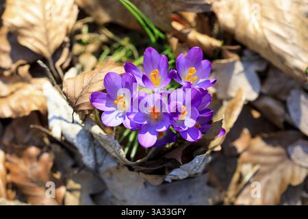 Fiore di Crocus (crocus) Foto Stock