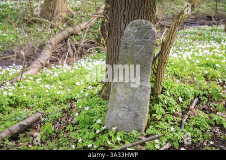 Pietra storica di confine a Spargruenden vicino a Dohna, Sassonia, Germania, Europa Foto Stock