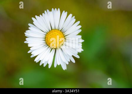 Una vista ravvicinata di una margherita comune in vibrante fioritura con petali bianchi incontaminati e un centro giallo luminoso, adagiato su uno sfondo verde leggermente sfocato Foto Stock