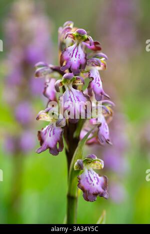 Macro shot vibranti e dettagliati che catturano la bellezza unica dell'orchidea Himantoglossum robertianum, mettendo in risalto le sue intricate porpora e verde Foto Stock