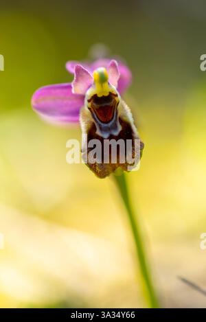 Uno splendido primo piano di un'orchidea d'api, che mostra i suoi vivaci petali e la sua forma unica. Lo sfondo morbido e sfocato esalta i colori vivaci e l'atmosfera Foto Stock