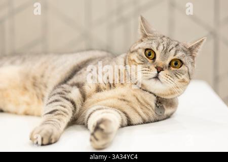 Questa immagine cattura un affascinante gatto britannico Shorthair che si rilassa comodamente a casa, mostrando il suo splendido cappotto grigio e gli impressionanti occhi gialli. Foto Stock