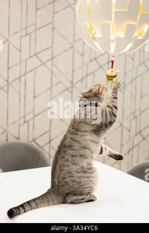 Un giocoso gatto britannico Shorthair si alza per picchiare un ornamento appeso su una lampada moderna ed elegante in una casa decorata con eleganza. Foto Stock