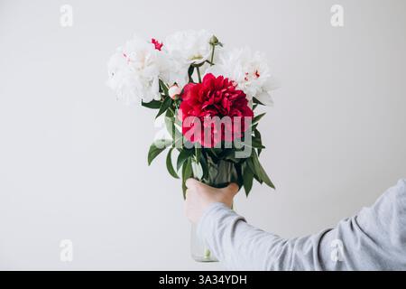 Il taglio corto e irriconoscibile presenta un bouquet di lussureggianti peonie rosse e bianche. Le mani sono visibili, stringendo il vaso contro un semplice backgro Foto Stock