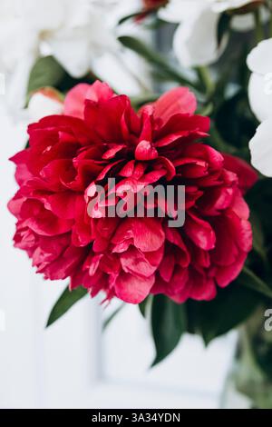 Primo piano di una splendida peonia rossa con delicati petali a strati, esposti su uno sfondo floreale bianco a contrasto, che enfatizza il suo colore vivace A. Foto Stock