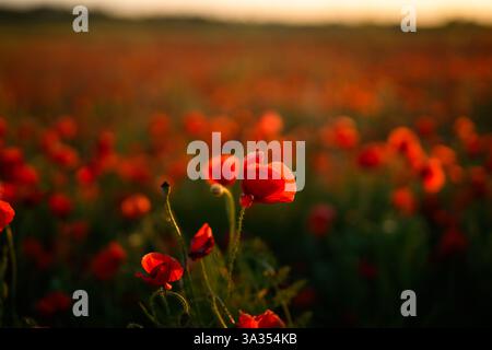 Una splendida vista di un campo di roe Papaver, comunemente note come papavero comune o papavero rosso, crogiolandosi nella calda luce di un sole che tramonta. Il rosso brillante Foto Stock