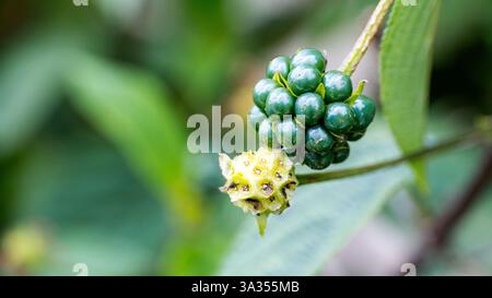 Vivida immagine ravvicinata di verdi e immature bacche di Lantana Camara raggruppate su un ramo, evidenziate su uno sfondo verde leggermente sfocato. Foto Stock