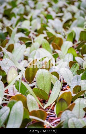 Vista ravvicinata di fiorenti piante verdi con fitte foglie, che mettono in risalto le texture lussureggianti e la vita vivace in un giardino. Foto Stock