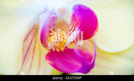 La foto macro mette in risalto i dettagli sorprendenti e i colori vivaci di un'orchidea viola di Phalaenopsis, caratterizzata da tonalità rosa e giallo. Foto Stock